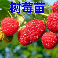 树莓苗盆栽 新人首单立减十元 21年7月 淘宝海外