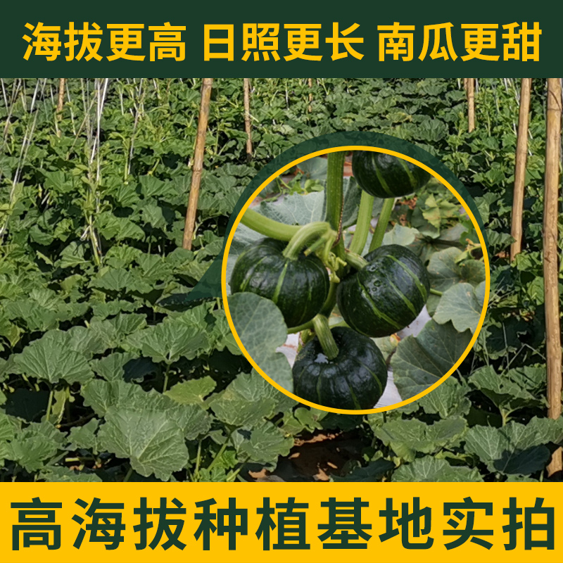 甜小南贝贝南瓜正宗板栗味小南瓜粉糯香甜健康早餐新鲜蔬果辅食,淘宝优惠券,粉丝福利购,淘宝优惠卷