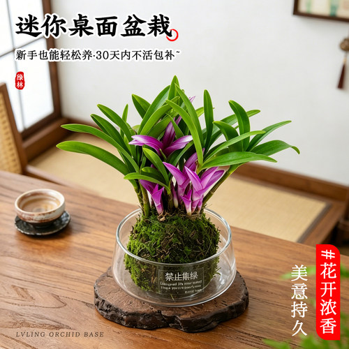 澳洲七彩香水石斛兰水培冬带花苞盆栽 四季名贵好养植物花卉绿植 - 图0
