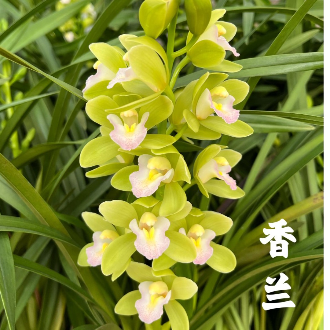 【T级香水香兰】高端年宵花卉室内绿植好养兰花苗盆栽带花苞 - 图0