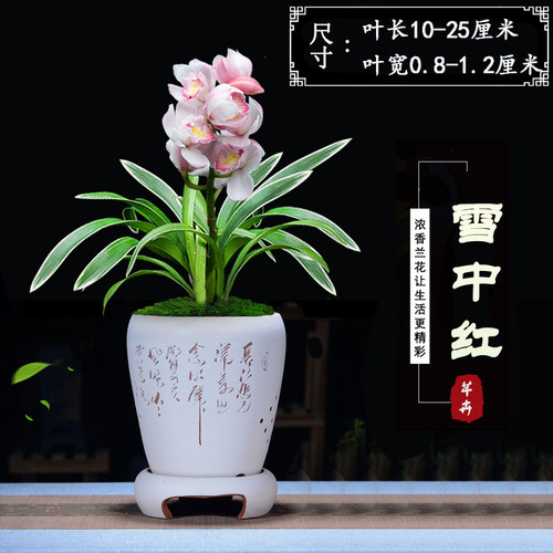四季兰花浓香型兰花苗掌中宝 金边矮种名贵室内花卉桌面盆栽耐寒 - 图2