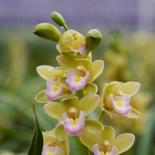 【T级香水香兰】高端年宵花卉室内绿植好养兰花苗盆栽现带花苞 - 图1