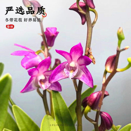 澳洲七彩香水石斛兰水培冬带花苞盆栽 四季名贵好养植物花卉绿植 - 图2