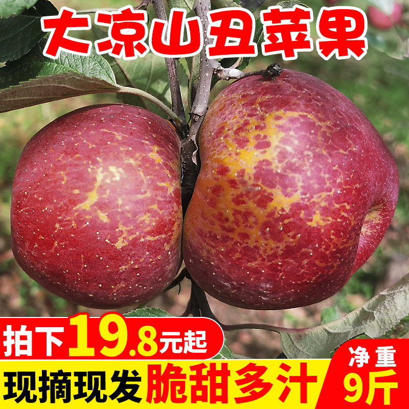 十一叔大凉山盐源冰糖心丑苹果新鲜水果10斤脆甜野生大苹果红富士