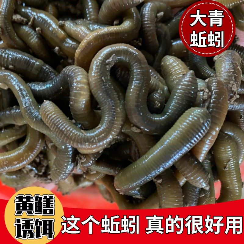 黑蚯蚓活饵泥土散装青蚯蚓鳝鱼饵料腥臭打窝料浓腥鲜活大号鱼食 - 图0