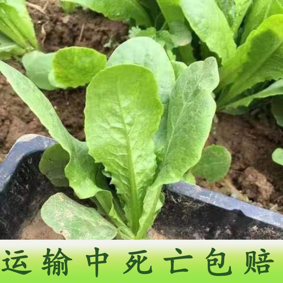 蔬菜苗耐寒莴苣秧苗青皮红皮莴笋幼苗阳台芹菜苗韭菜苗秋冬种植苗 - 图1