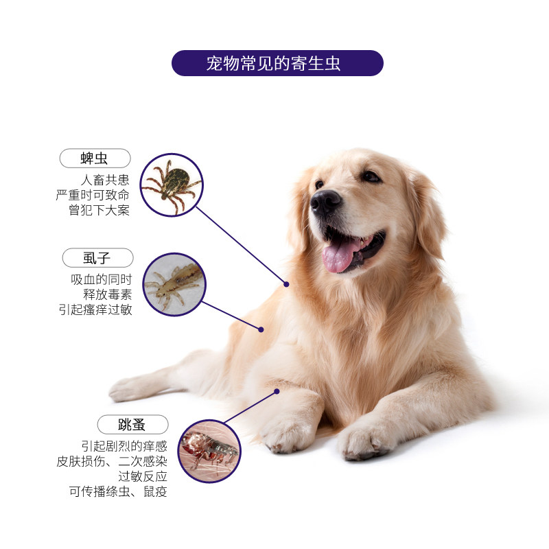 宠物B超检查：让爱宠健康无忧