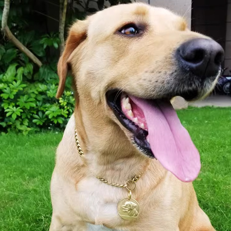 黄铜金色狗链子宠物狗牌身份牌定制套装法斗恶霸小中大型犬铭牌 - 图1