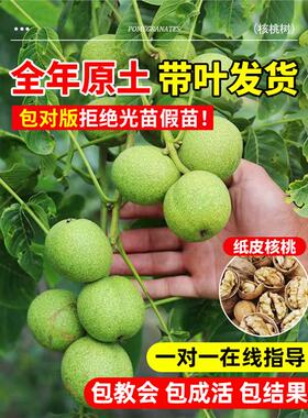 纸皮核桃树果苗南北方庭院地栽盆栽嫁接薄皮特大当年结果