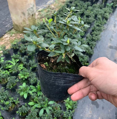 娟之舞杜鹃花皋月五彩夏娟一树多色四季绿植花卉盆栽植物包邮 虎窝淘