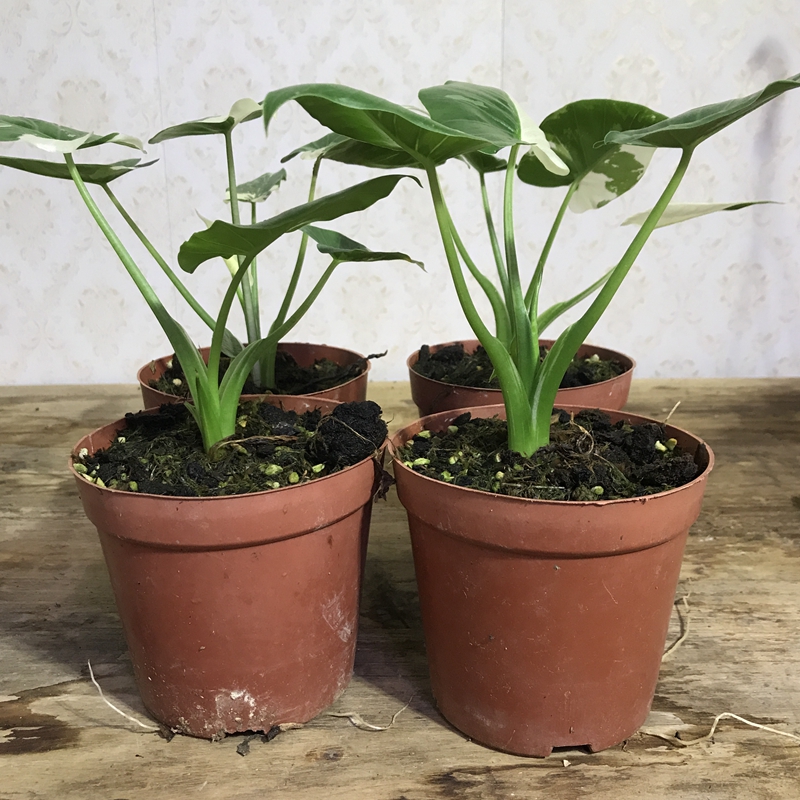 绿冲绳银海芋Alocasia odora Okinawa Silver-图0