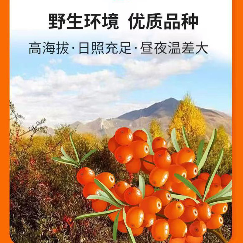 山西吕梁沙棘汁原浆正品小果饮料醋柳纯无添加鲜果鲜榨果蔬汁,淘宝优惠券,粉丝福利购,淘宝优惠卷