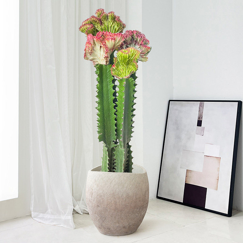 玉麒麟仙人掌盆栽植物室内客厅绿植多肉仙人柱耐寒懒人造景庭院,淘宝优惠券,粉丝福利购,淘宝优惠卷