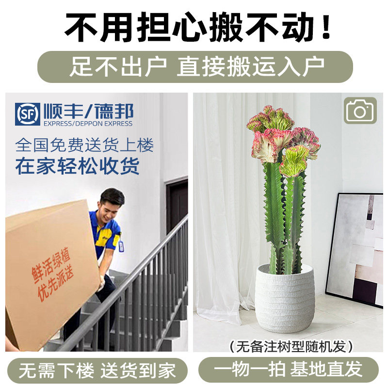 玉麒麟仙人掌盆栽植物室内客厅绿植多肉仙人柱耐寒懒人造景庭院,淘宝优惠券,粉丝福利购,淘宝优惠卷