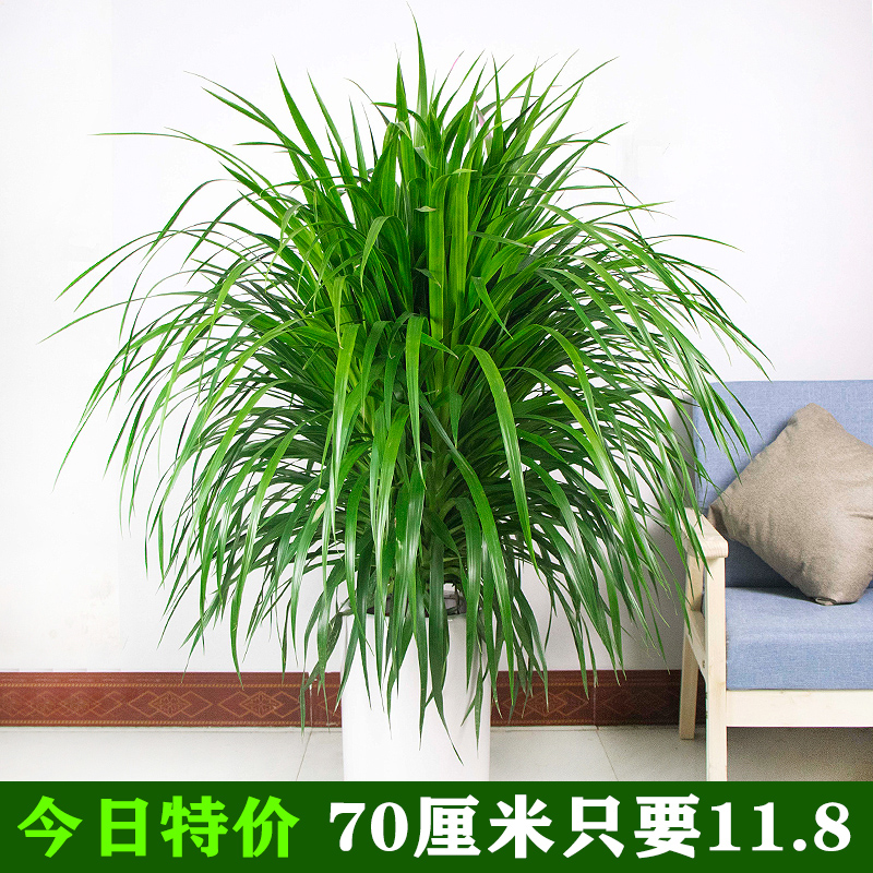 龙须树大型绿植盆栽多头龙血树龙铁树发财树室内客厅花卉植物盆景 - 图1