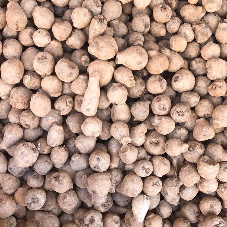 魔芋种子10颗四季播种阳台庭院种植蔬菜种子,淘宝优惠券,粉丝福利购,淘宝优惠卷