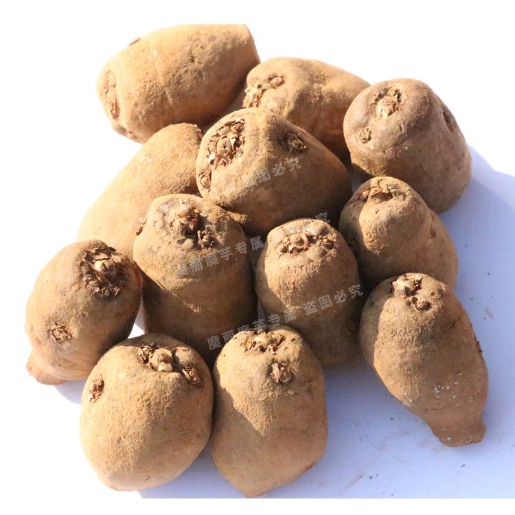 魔芋种子10颗四季播种阳台庭院种植蔬菜种子,淘宝优惠券,粉丝福利购,淘宝优惠卷