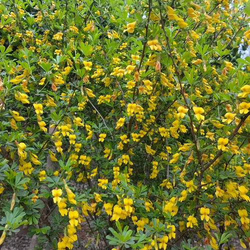 食用金雀花树苗盆栽南雀耐寒植物阳雀花锦鸡儿阳台庭院种植 - 图1