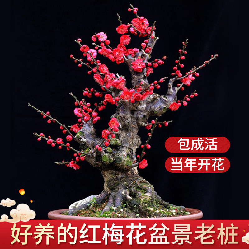 梅花盆栽原生红梅盆景花卉植物苗腊梅树冬季耐寒花苗老桩室内好养,淘宝优惠券,粉丝福利购,淘宝优惠卷