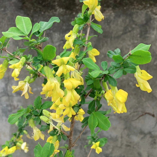 食用金雀花树苗盆栽南雀耐寒植物阳雀花锦鸡儿阳台庭院种植 - 图0