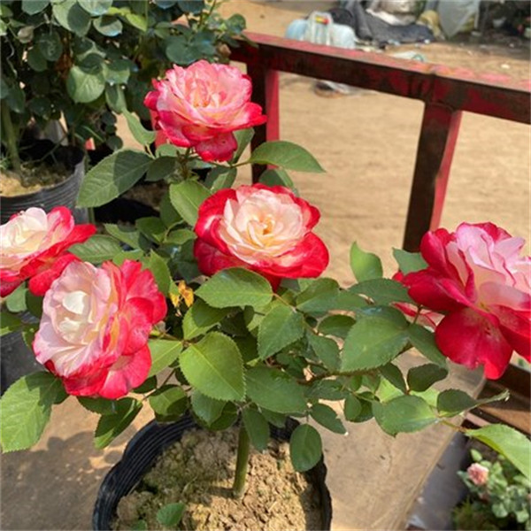 摩纳哥公爵月季扦插花苗盆栽阳台庭院灌木勤花多季开花,淘宝优惠券,粉丝福利购,淘宝优惠卷