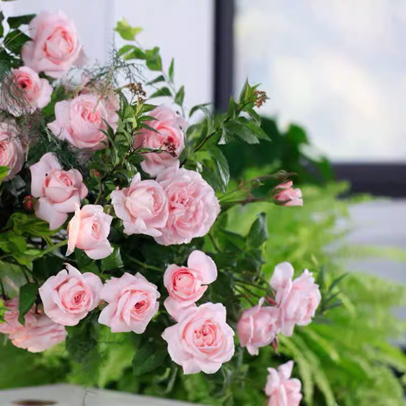 娜荷马/娜希马浓香耐热ADR认证 法国藤本月季  抗病强长势旺,淘宝优惠券,粉丝福利购,淘宝优惠卷