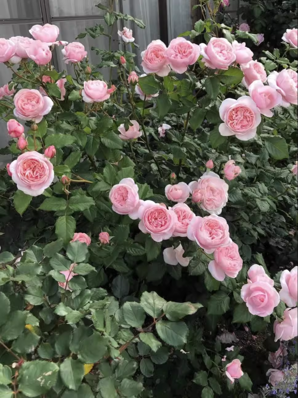 娜荷马/娜希马浓香耐热ADR认证 法国藤本月季  抗病强长势旺,淘宝优惠券,粉丝福利购,淘宝优惠卷