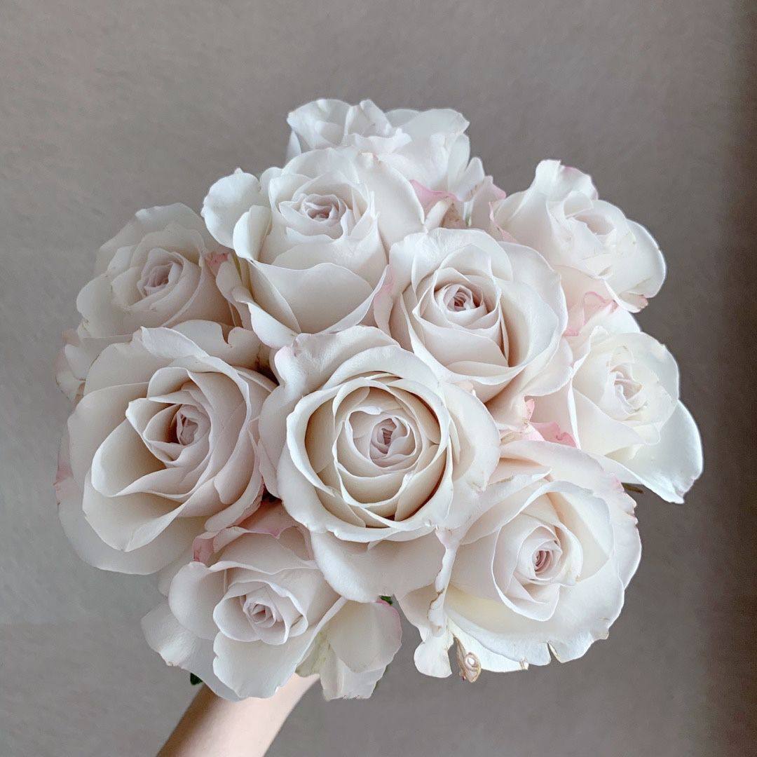 银色衬裙 超新品花园玫瑰月季花苗盆栽阳台月季灰紫色调,淘宝优惠券,粉丝福利购,淘宝优惠卷