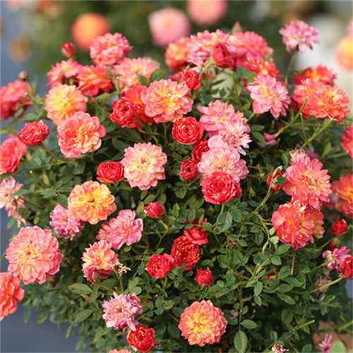躲躲藏藏/捉迷藏盆栽扦插月季阳台微型月季多季开花机器,淘宝优惠券,粉丝福利购,淘宝优惠卷