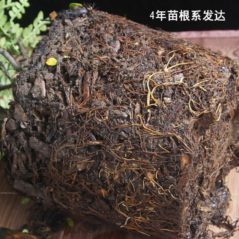 防蚊植物盆载防蚊花草驱蚊盆栽防蚊草四季室内客厅猪笼草卧室四季 - 图1