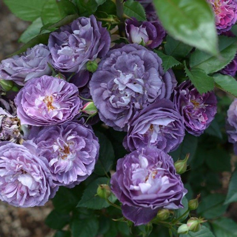 圣十字军 月季花苗河本纯子新品浓香大花多头阳台庭院盆栽花卉,淘宝优惠券,粉丝福利购,淘宝优惠卷