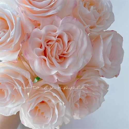 辛西娅玫瑰稀少颜色内粉色玫瑰小苗-图2