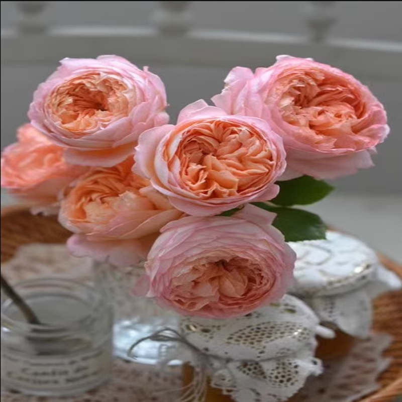 果酱小苗 超新品河本扦插浓粉色大包子花月季阳台庭院灌木花苗,淘宝优惠券,粉丝福利购,淘宝优惠卷