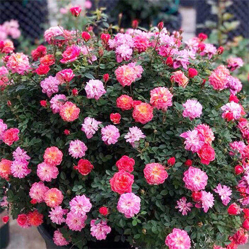 躲躲藏藏/捉迷藏盆栽扦插月季阳台微型月季多季开花机器,淘宝优惠券,粉丝福利购,淘宝优惠卷