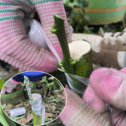 柚子树苗新品种红宝石青柚正宗嫁接枝条三红柚青柚水果苗树苗 - 图0