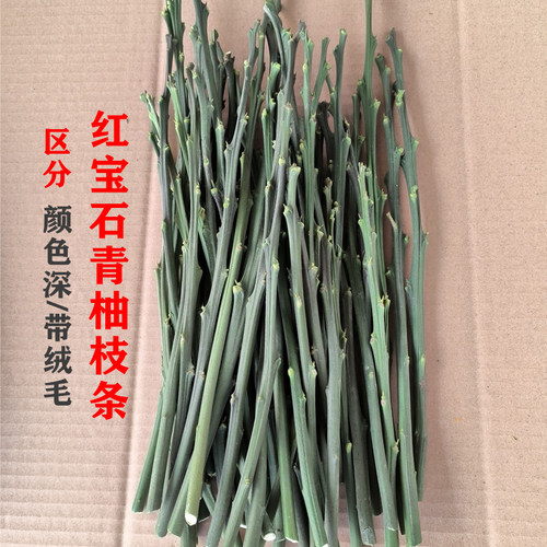 柚子树苗新品种红宝石青柚正宗嫁接枝条三红柚青柚水果苗树苗 - 图1