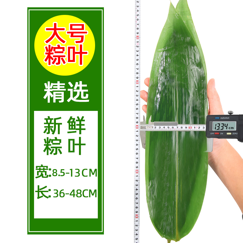 粽叶免邮新鲜大 箬叶100片真空包装包粽子野生鲜叶粽粑天然芦苇叶