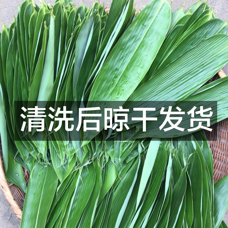 粽叶免邮新鲜大 箬叶100片真空包装包粽子野生鲜叶粽粑天然芦苇叶