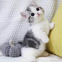 Pure breed beauty short cat living tiger spotted cat short foot cat folding ear small cat living things pet kitty short plus white kitten