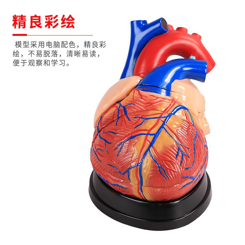 原装适用医博心脏解刨模型医学教学模具可拆卸1:1人体仿真心脏模 - 图0