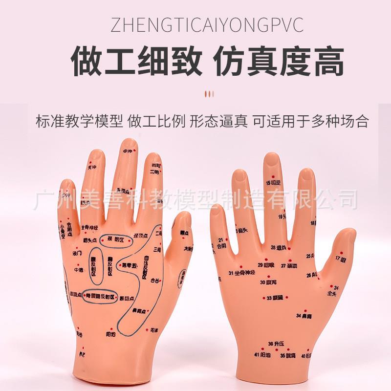 原装适用手部穴位针灸模型足底按摩脚部按摩艾灸穴位足部耳穴模型 - 图2