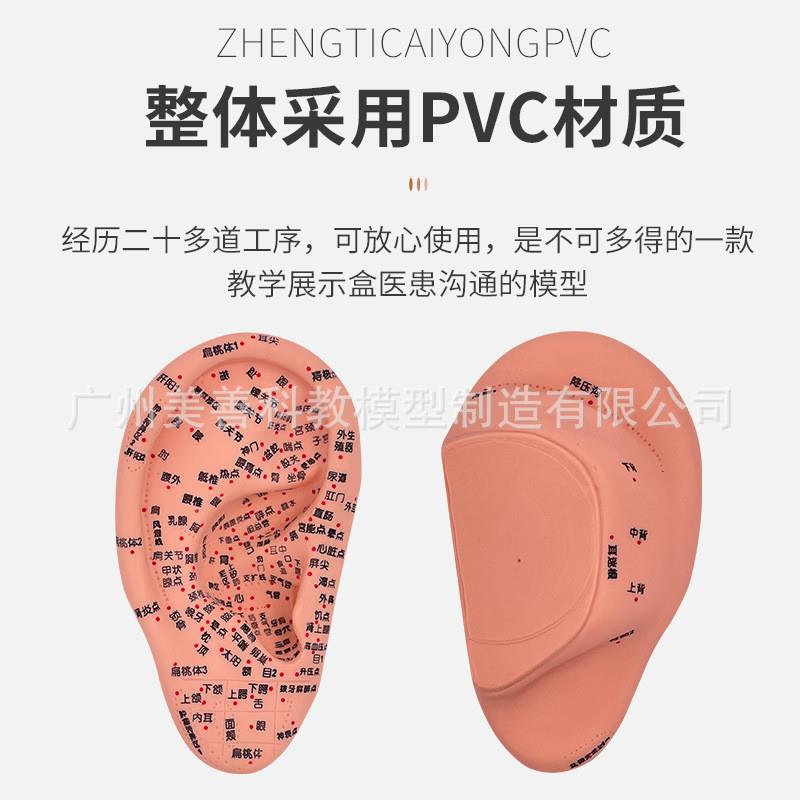 原装适用手部穴位针灸模型足底按摩脚部按摩艾灸穴位足部耳穴模型 - 图1