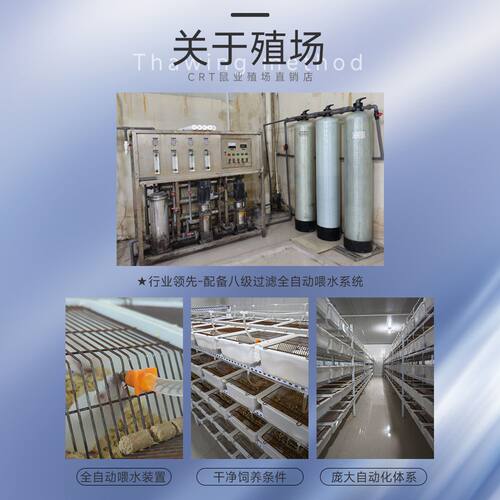 红皮乳鼠冰冷冻小老鼠蛇饲料独立包装幼喂猫龟爬宠粉霜跳亚成新鲜 - 图2