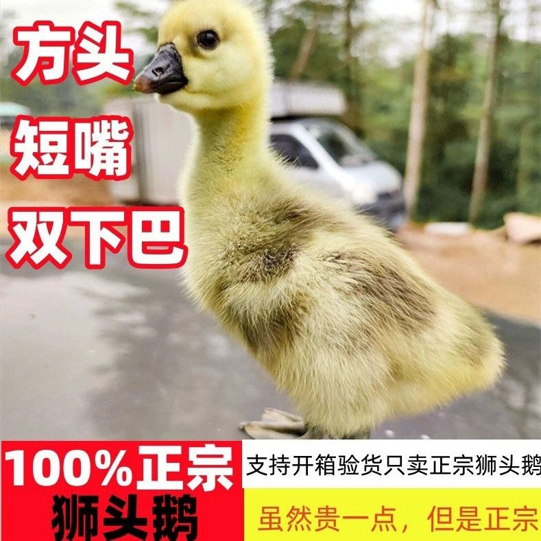 一斤正宗狮头鹅活苗特大种狮头鹅苗狮子头鹅幼苗鹅苗大种宠物鹅,淘宝优惠券,粉丝福利购,淘宝优惠卷