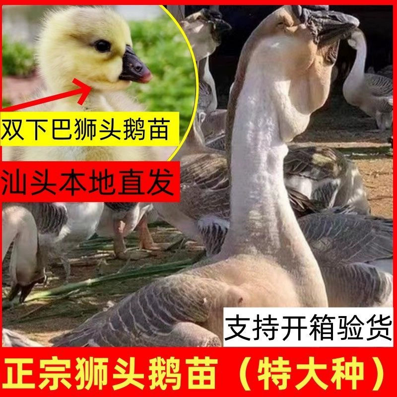 一斤正宗狮头鹅活苗特大种狮头鹅苗狮子头鹅幼苗鹅苗大种宠物鹅,淘宝优惠券,粉丝福利购,淘宝优惠卷