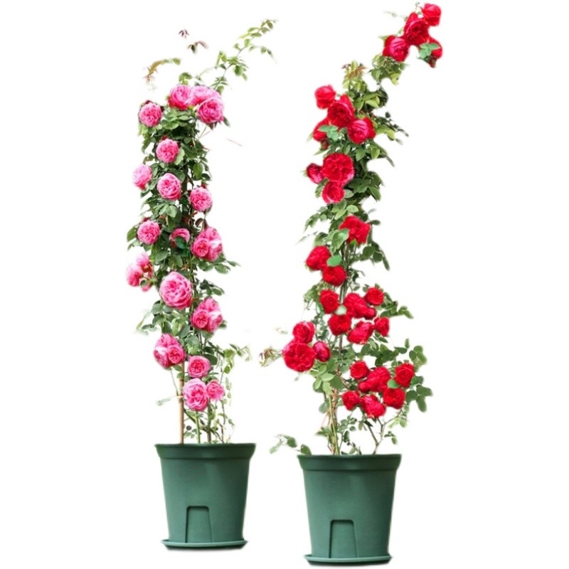 混色爬藤花种子四季开花爬藤开花盆栽地栽花卉简单红黄刺梅种子,淘宝优惠券,粉丝福利购,淘宝优惠卷