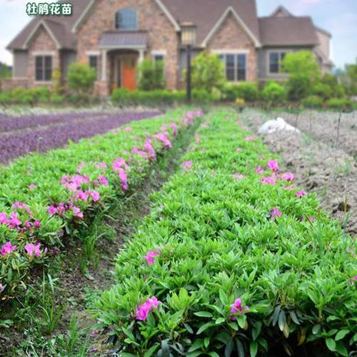 毛杜鹃夏娟毛鹃花苗茶梅苗毛娟映山红小苗花庭院花坛开花植物树苗 - 图1