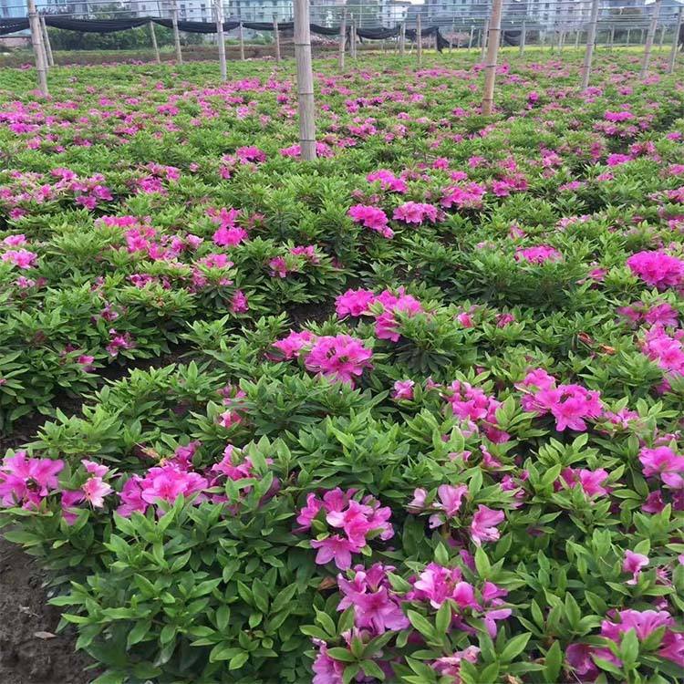 毛杜鹃夏娟毛鹃花苗茶梅苗毛娟映山红小苗花庭院花坛开花植物树苗-图0