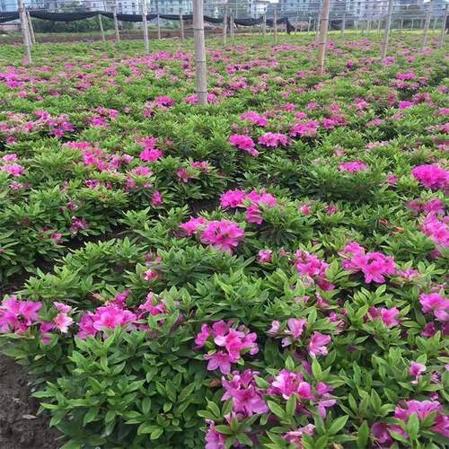 毛杜鹃夏娟毛鹃花苗茶梅苗毛娟映山红小苗花庭院花坛开花植物树苗 - 图0