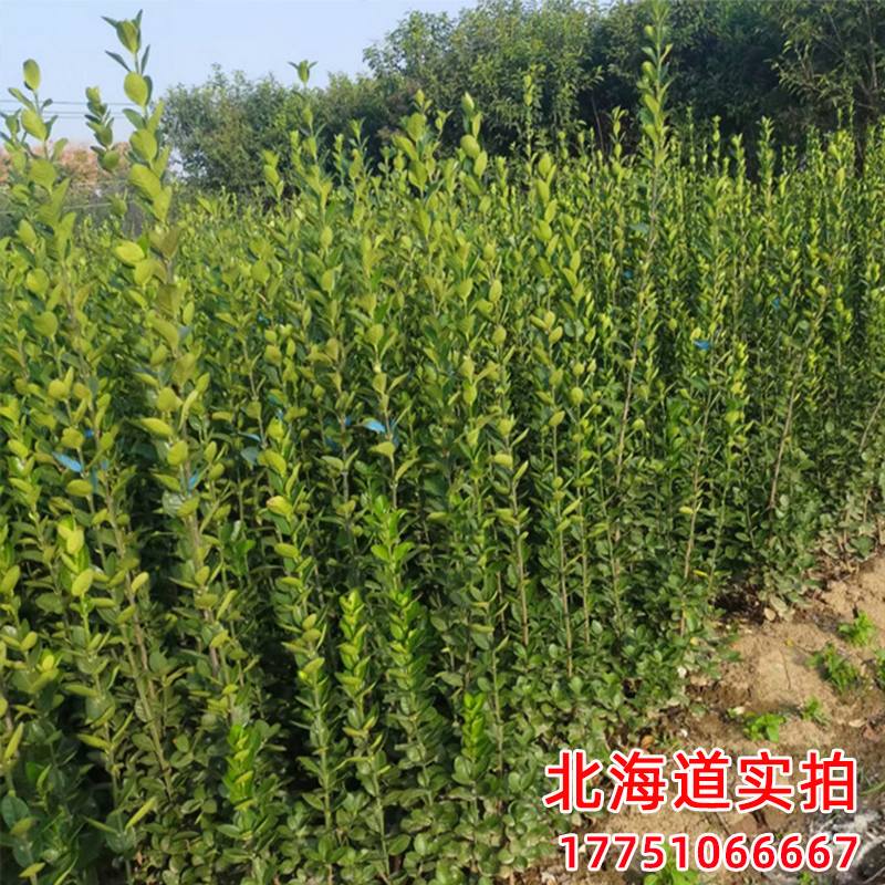 围墙篱笆植物大叶北海道黄杨苗冬青树苗四季常青耐寒庭院绿篱树苗 - 图3
